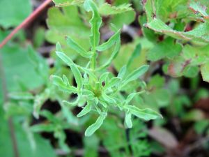 Reseda lutea