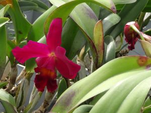 Eijgeraam Orchideeën