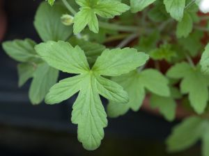 Pelargonium quinquelobatum