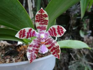 Ah ces jolis hybrides primaires de Phalaenopsis ! (mise à jour : 03/11/14)