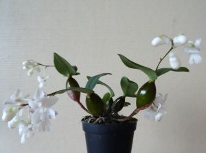 Dedrobium aberrans