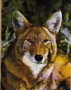 Histoire de Lynx de Claude Lévi-Strauss, impressions et commentaires de lecture (2)