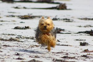 Pisse-en-l'air à la plage ...