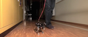 Un robot chat qui court vite.