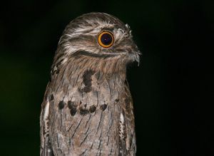 Découvrez l’ibijau, le seul oiseau au monde capable de se faire passer pour une branche