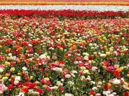 La NASA va planter des fleurs sur Mars