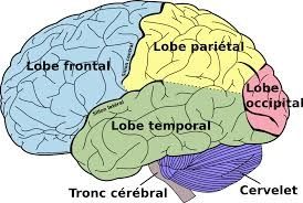 Le cerveau classe lui-même ce qu’il doit mémoriser
