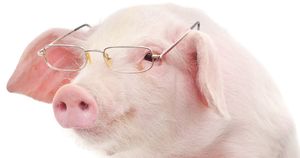 Le cochon n'est pas si bête