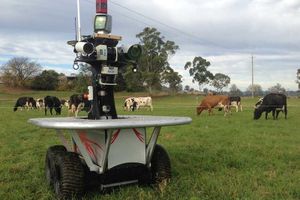 En Australie les vaches sont surveillées par des robots