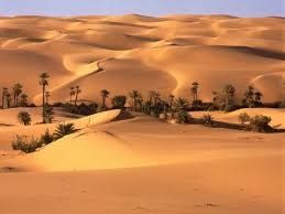 En Égypte, une forêt a poussé au cœur du Sahara