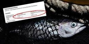 Du poisson au césium de Fukushima dans les supermarchés suisses !