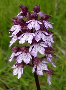 Orchidées sauvages