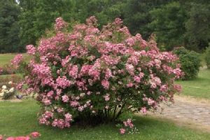 Grandes manoeuvres au jardin