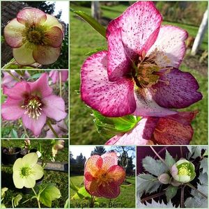 Grandes manoeuvres au jardin