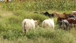 Tchad: Initiative pour réduire les conflits entre éleveurs et agriculteurs