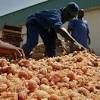Economie: Au Tchad, la gomme arabique veut prospérer