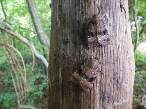 Meuse, Le Vent des Forêts, Madine et Voie Verte de l'Ornain
