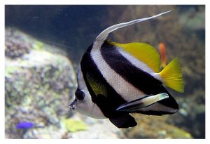 perciformes : chaetodontidés