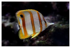 perciformes : chaetodontidés