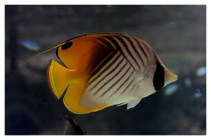 perciformes : chaetodontidés