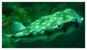 faune : Actinoptérygiens : tétraodontiformes