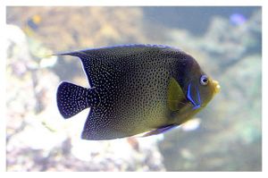 perciformes : pomacanthidés