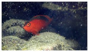 perciformes : cirrhitidés (poissons)