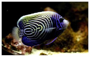 perciformes : pomacanthidés