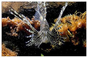 faune : actinoptérygiens : scorpéniformes (poissons)