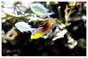 perciformes : labridés