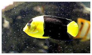 perciformes : pomacanthidés