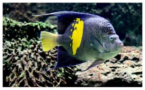 perciformes : pomacanthidés