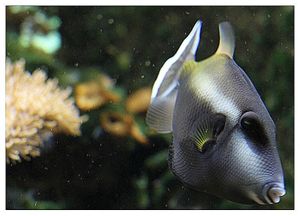 faune : Actinoptérygiens : tétraodontiformes