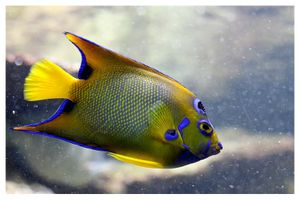 perciformes : pomacanthidés