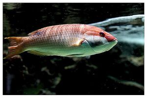 perciformes : labridés