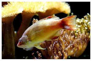 perciformes : labridés