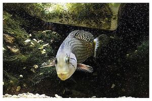 perciformes : labridés