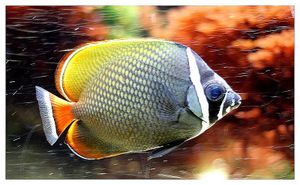 perciformes : chaetodontidés