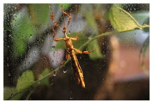 faune : insectes : phasmoptères