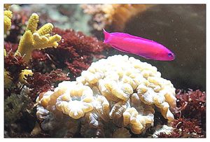 perciformes : pseudochromidés