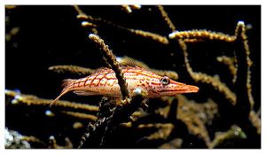 perciformes : cirrhitidés (poissons)
