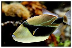 faune : Actinoptérygiens : tétraodontiformes