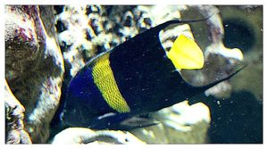 perciformes : pomacanthidés