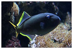 faune : Actinoptérygiens : tétraodontiformes