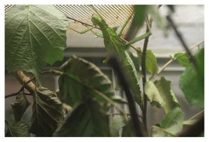 faune : insectes : phasmoptères