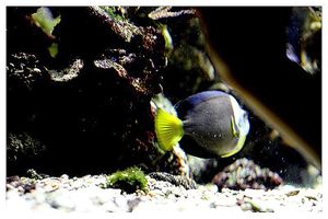 perciformes : pomacanthidés