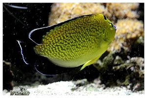 perciformes : pomacanthidés