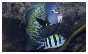 perciformes : pomacanthidés