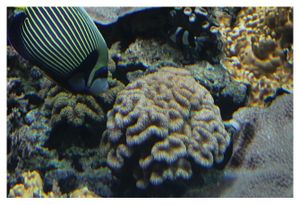 perciformes : pomacanthidés