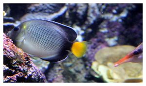 perciformes : pomacanthidés